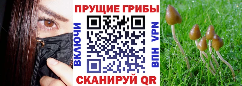 Галлюциногенные грибы Cubensis  Рошаль 
